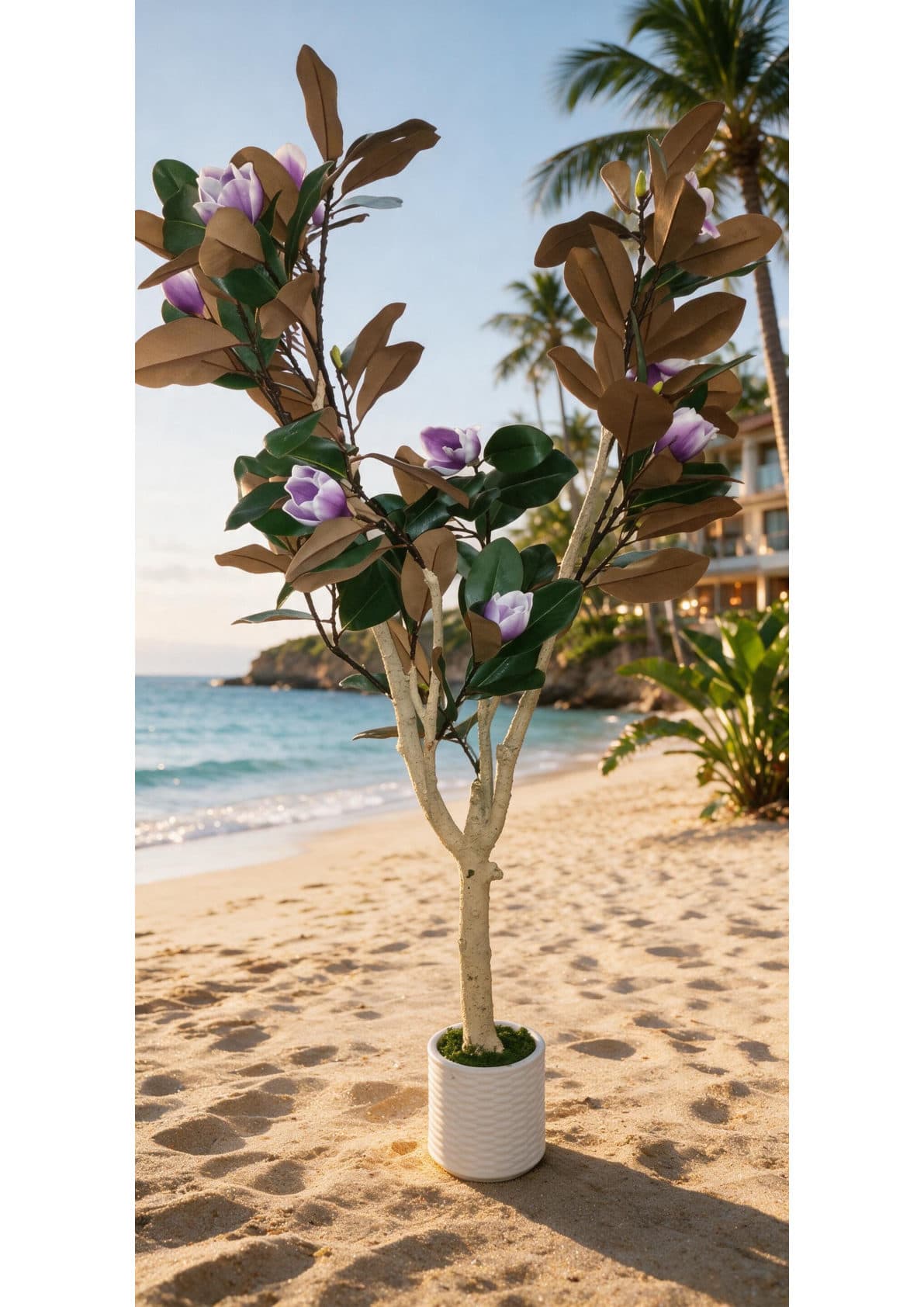 Purple Leaf Magnolia, 4 ft 9 in